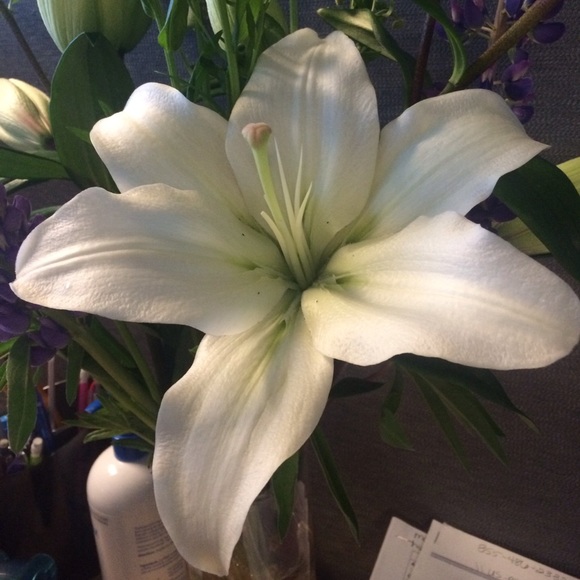 Meet your Posher, Dana - Picture 1 of 1